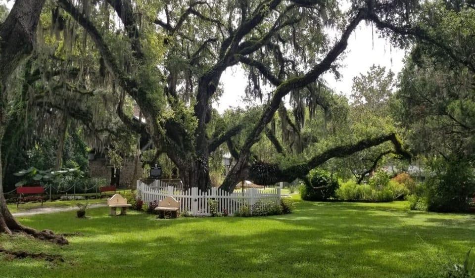Relaxing outdoor area with tree view