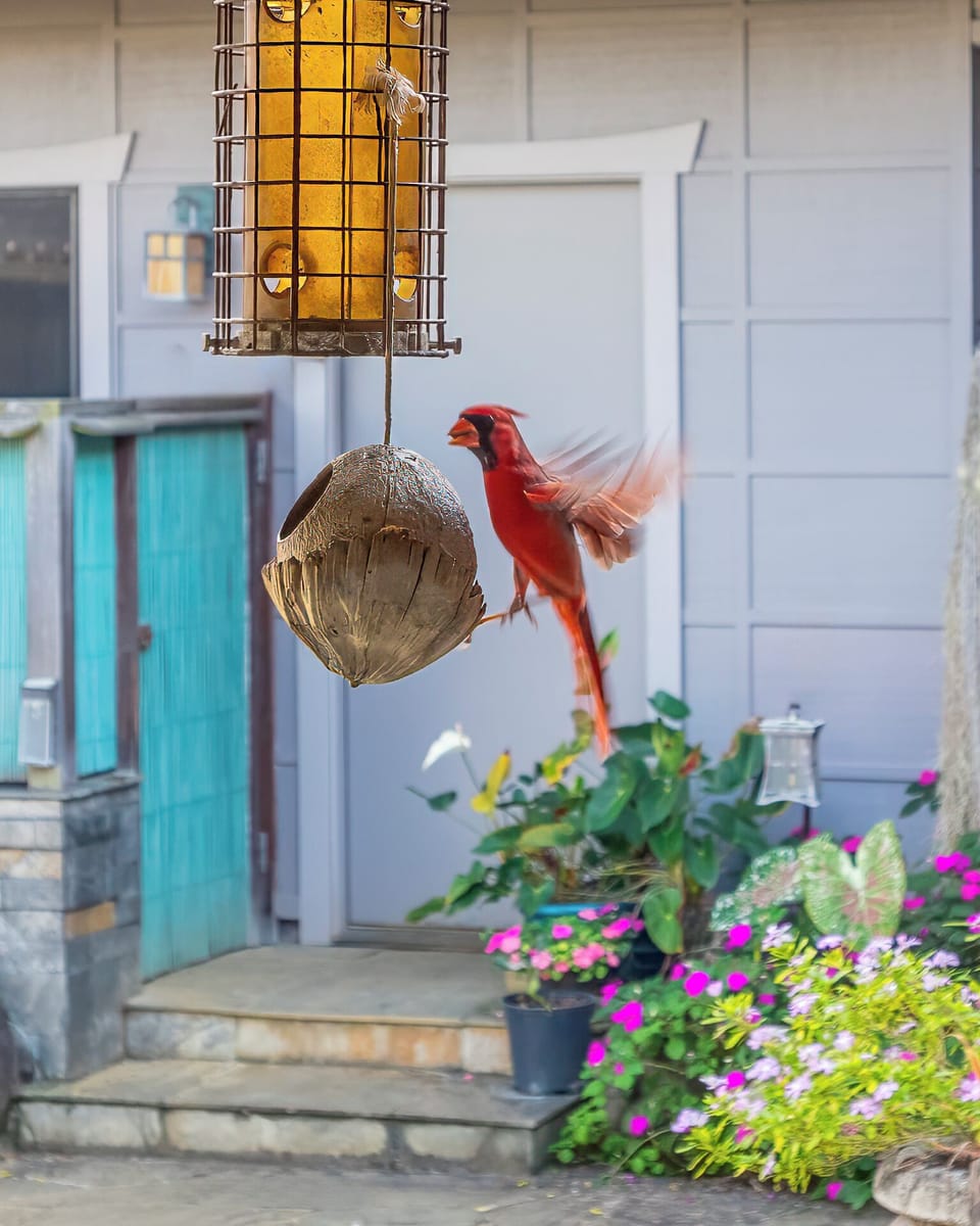 Visiting Cardinal