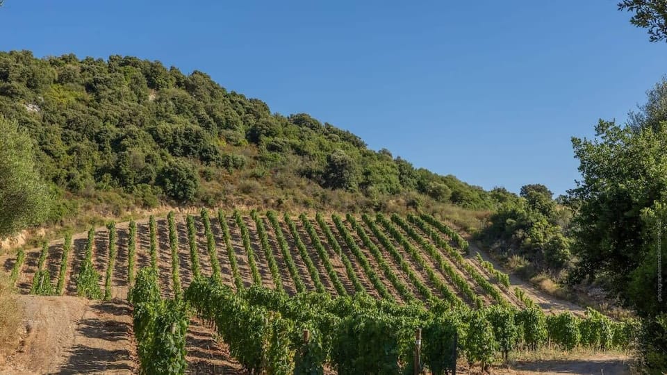 The vineyards of Patrimonio 
