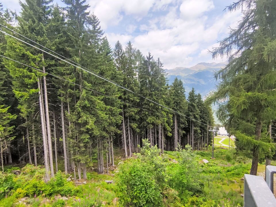 Tree, Forest, Hill Station, Larch, Overhead Power Line, Tropical And Subtropical Coniferous Forests