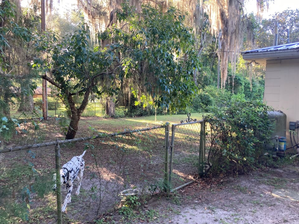 Back Yard