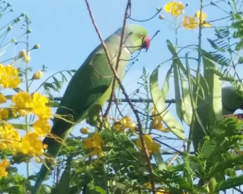 Local parrot