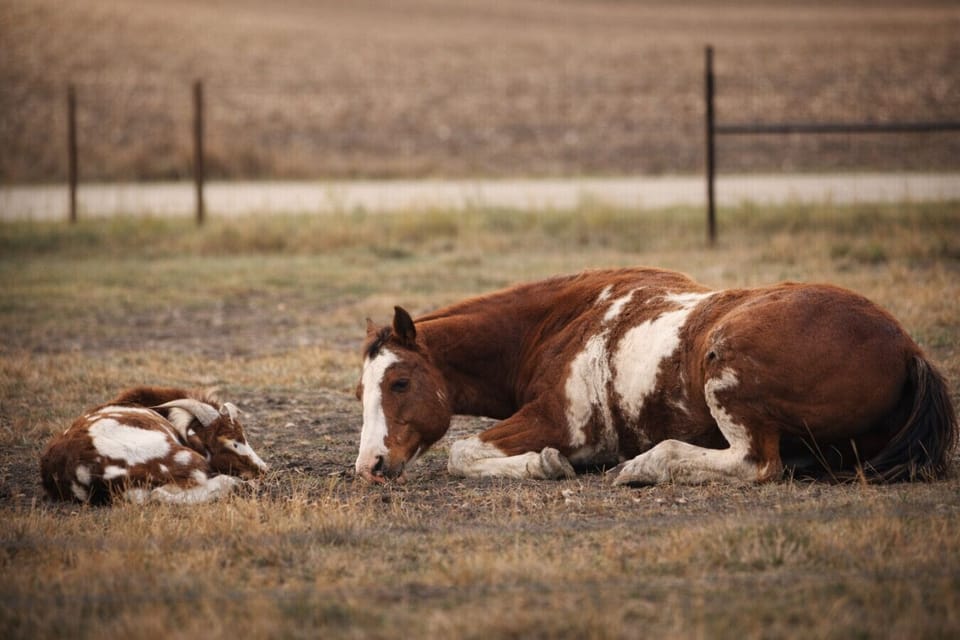 Peaceful farm life offers rare, meaningful moments.