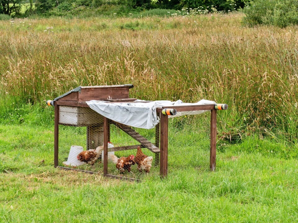 Pasture, Farm, Backyard, Livestock