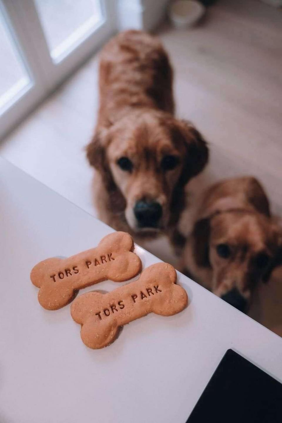 Dogs welcome! Enjoy a coastal break at Tors Park with your pup by your side.