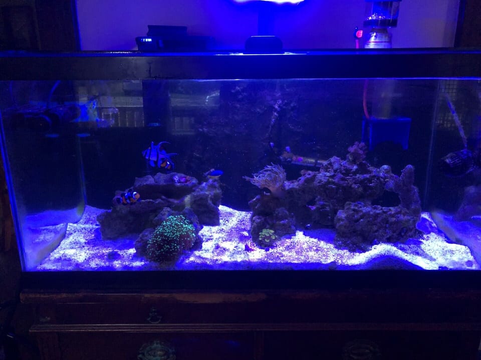 fish tank in living room