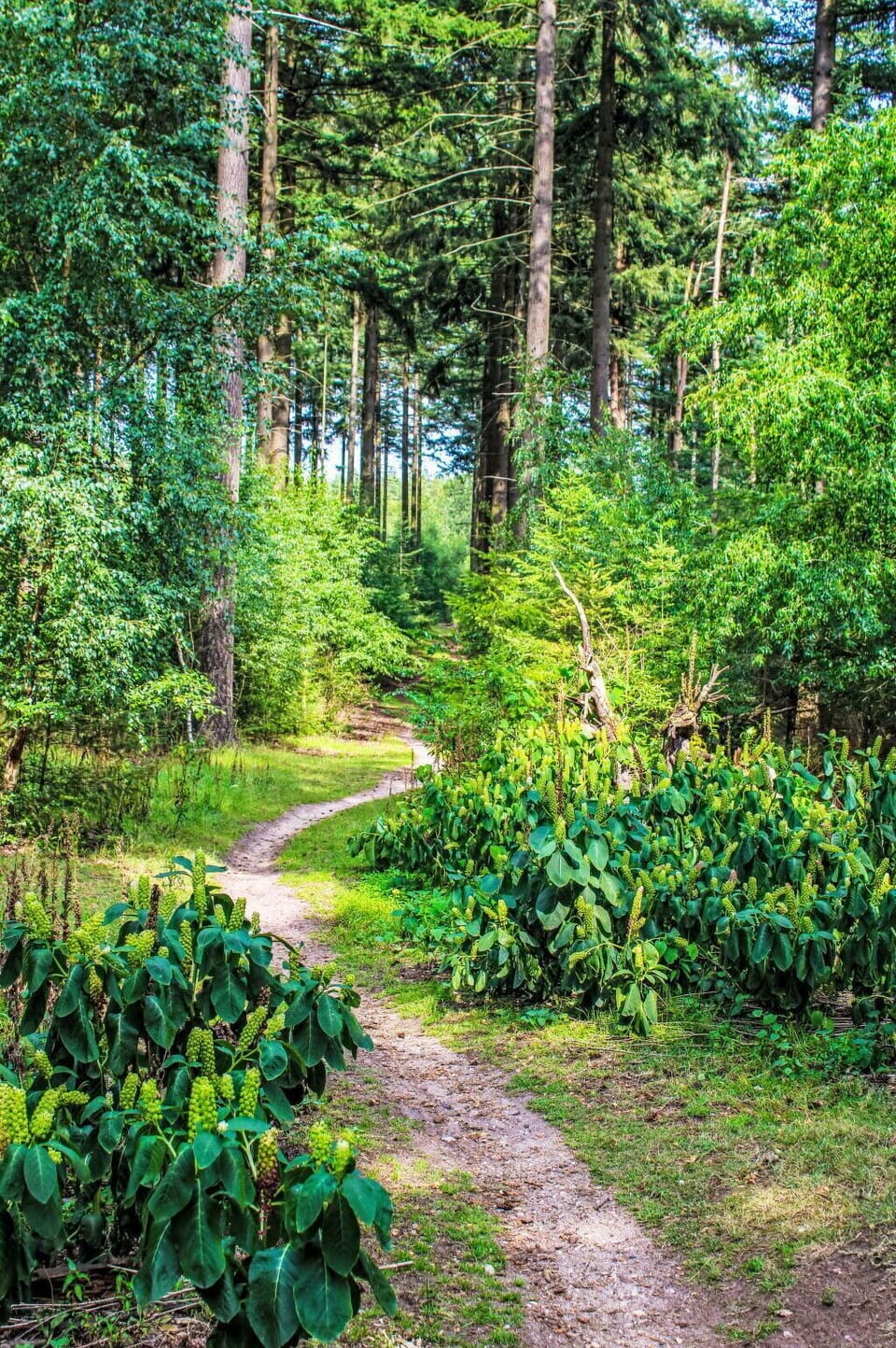 Leaf, Green, Natural Environment, Tree, Nature, Natural Landscape, Vegetation, Wood, Forest