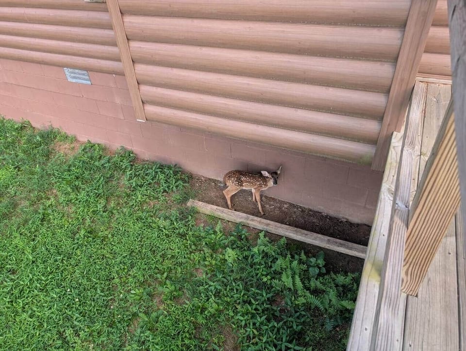 and sometimes baby deer show up. 