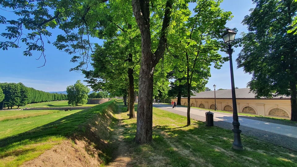 Tree, Grass, Nature, Walkway, Shade, Park, Driveway, Landscaping, Shadow, Trail