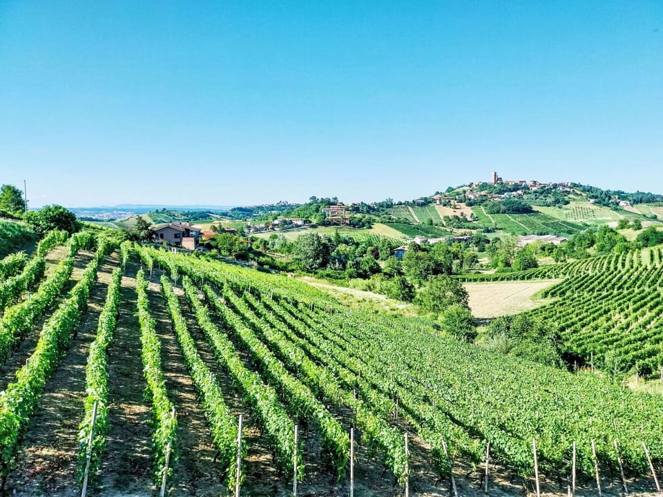Green, Agriculture, Plantation, Field, Rural Area, Plain, Hill Station, Vineyard, Crop, Farm