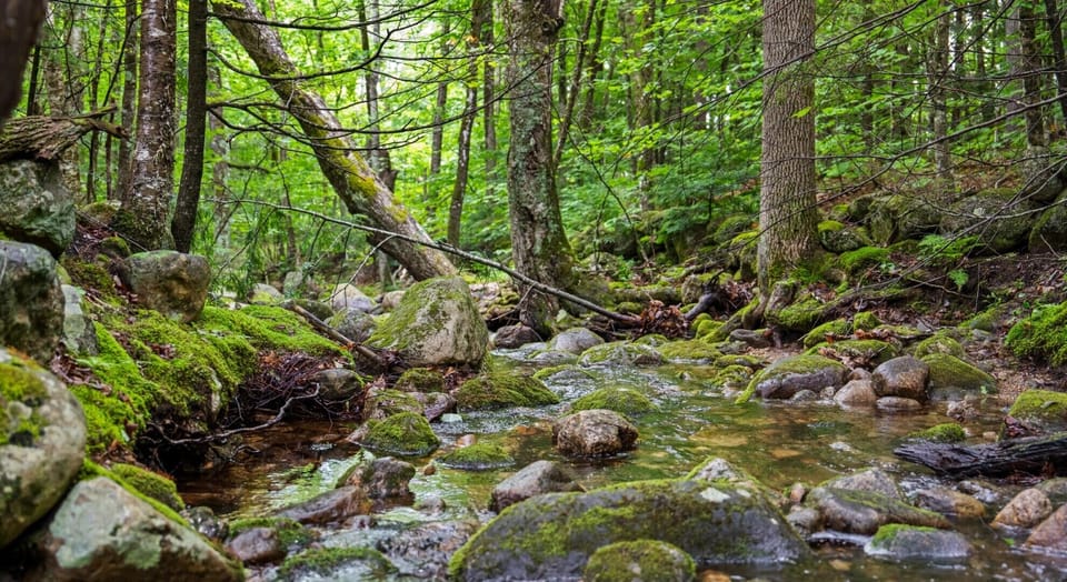 Nearby Brook