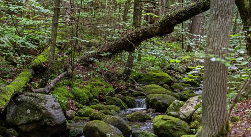 Nearby Brook
