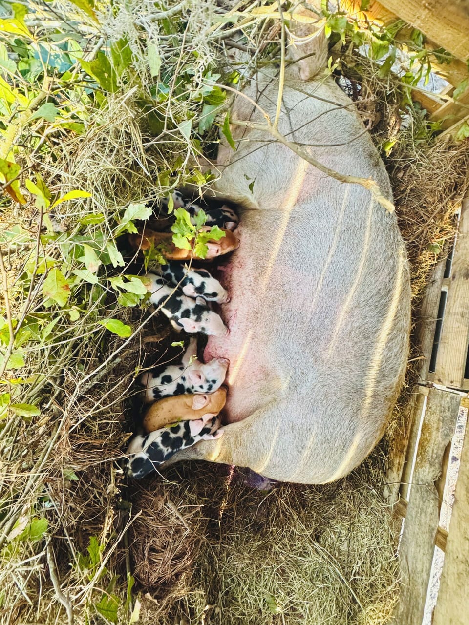 Mama Sally with her babies