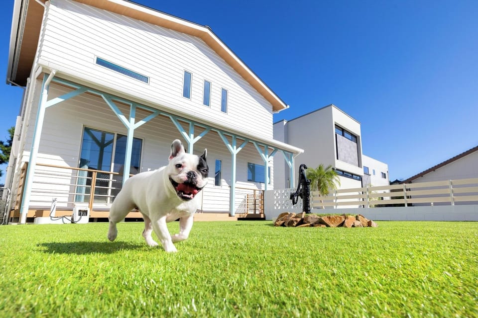 A dog run offers a relaxing and free holiday.