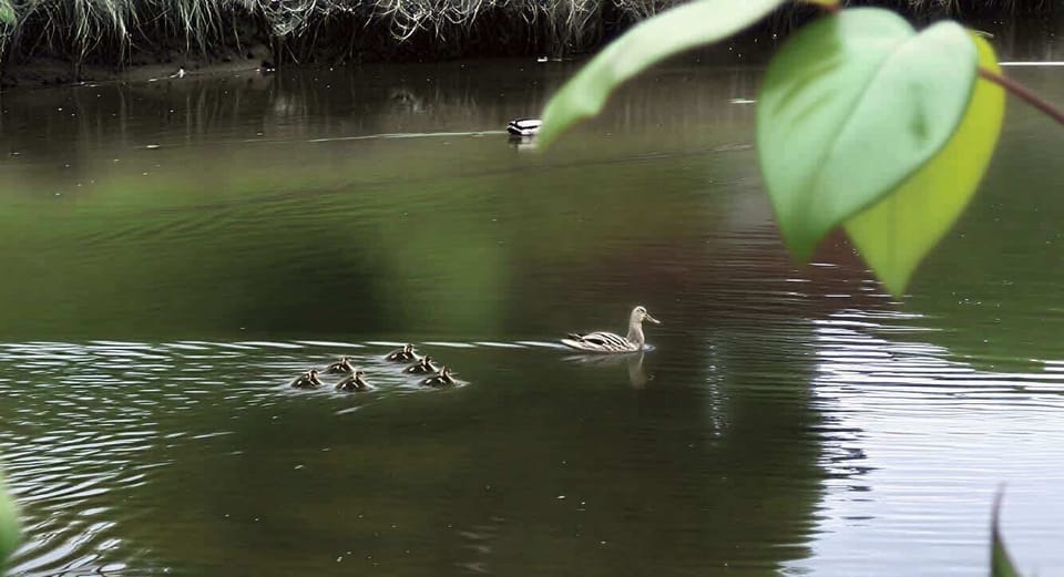 Ducks on the creek