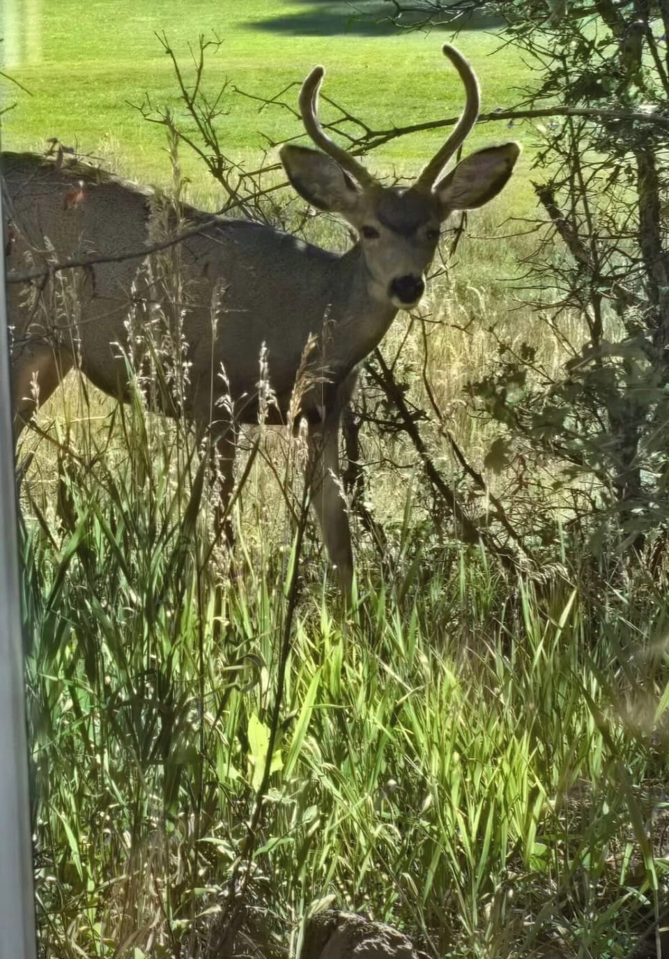 A visitor in the backyard