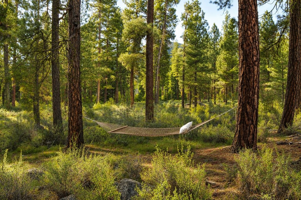A peaceful hammock strung between towering pines invites you to unwind and breathe in the fresh forest air surrounding this serene retreat.