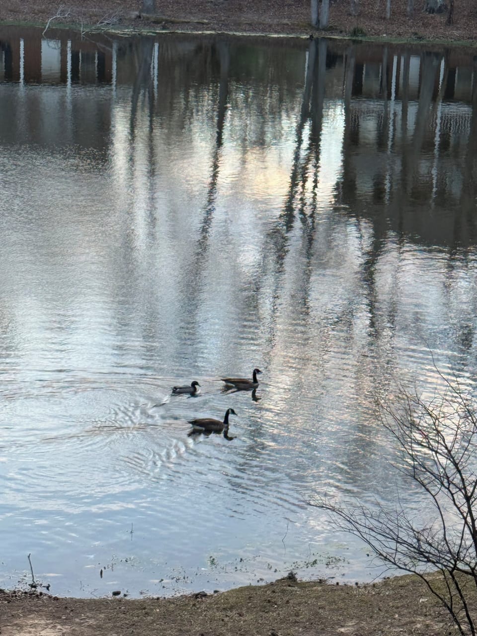 Wildlife on Pace Lake.