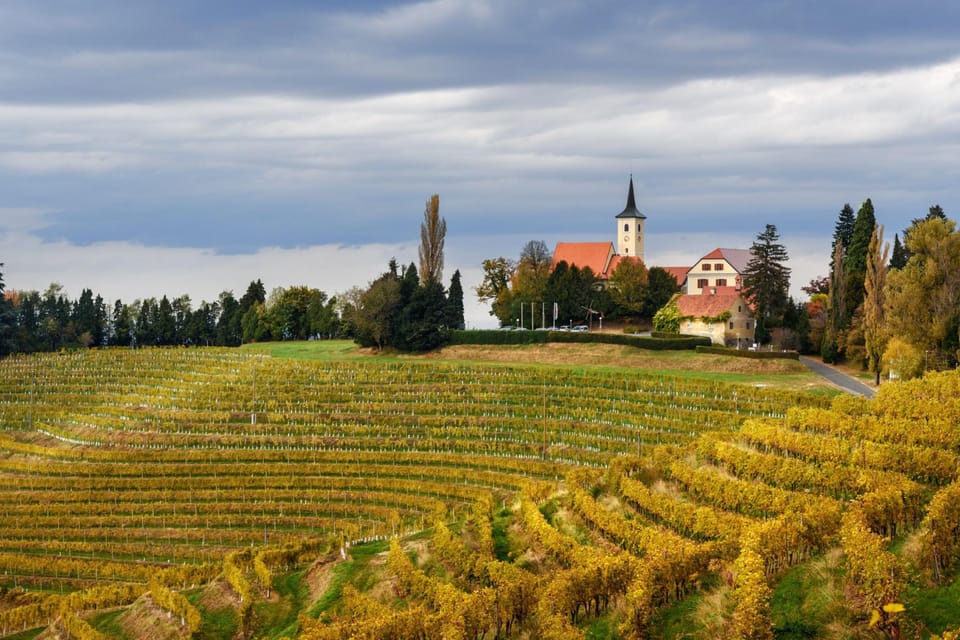 Vineyards in Pannonian Sloveania