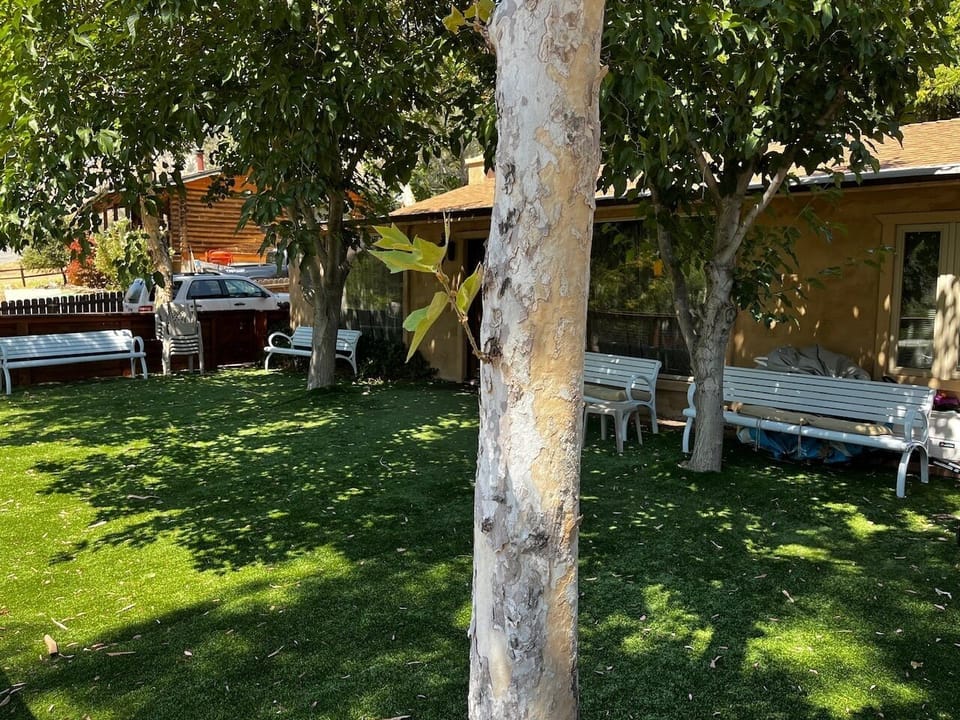 Front yard