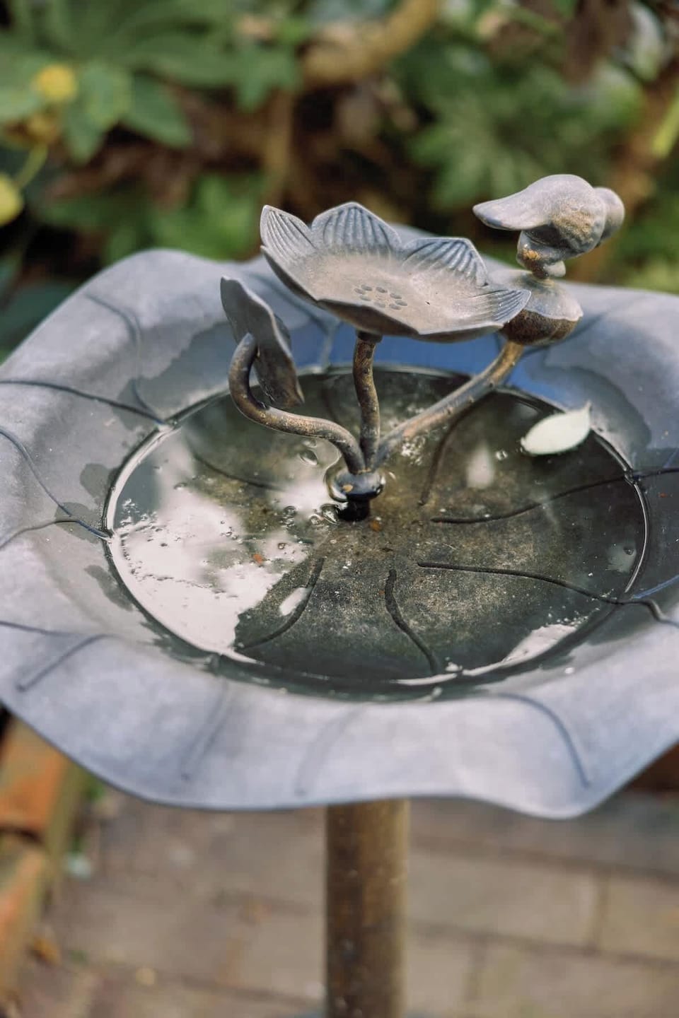 Enjoy a peaceful moment watching birds gather at the bird bath!