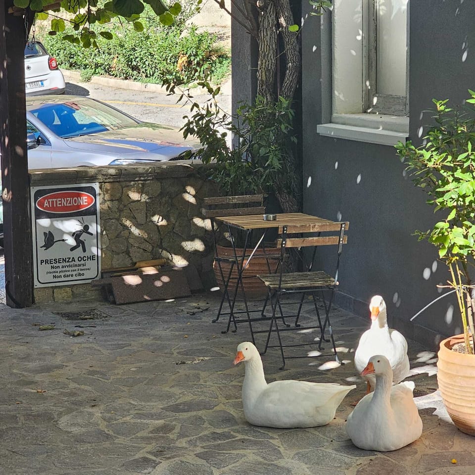 Pet-friendly