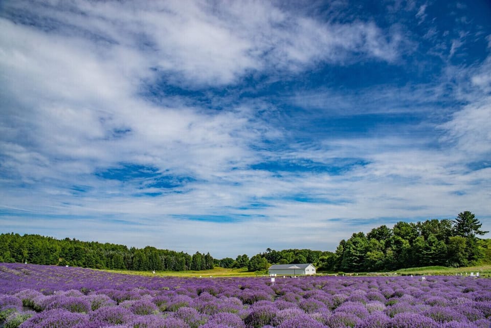 Bask in the spring glow – nature’s beauty in full bloom!