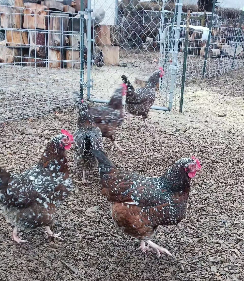 Our free range chickens
