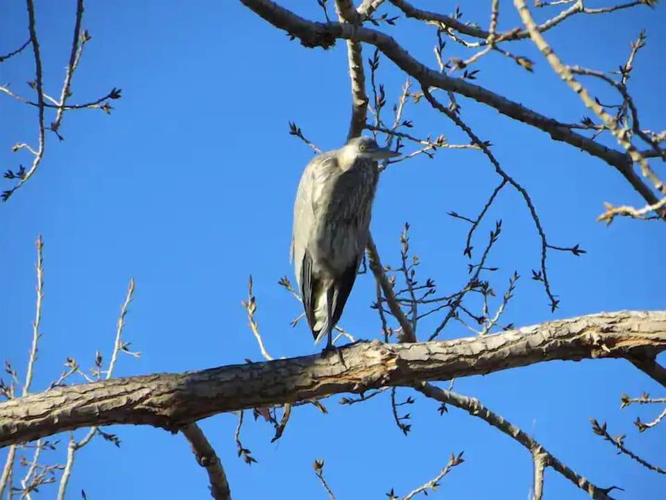 Egrets, herons and other bird make their homes in the Delta.