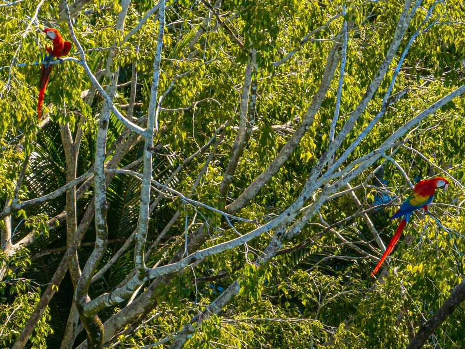 scarlet macaws in tree on property