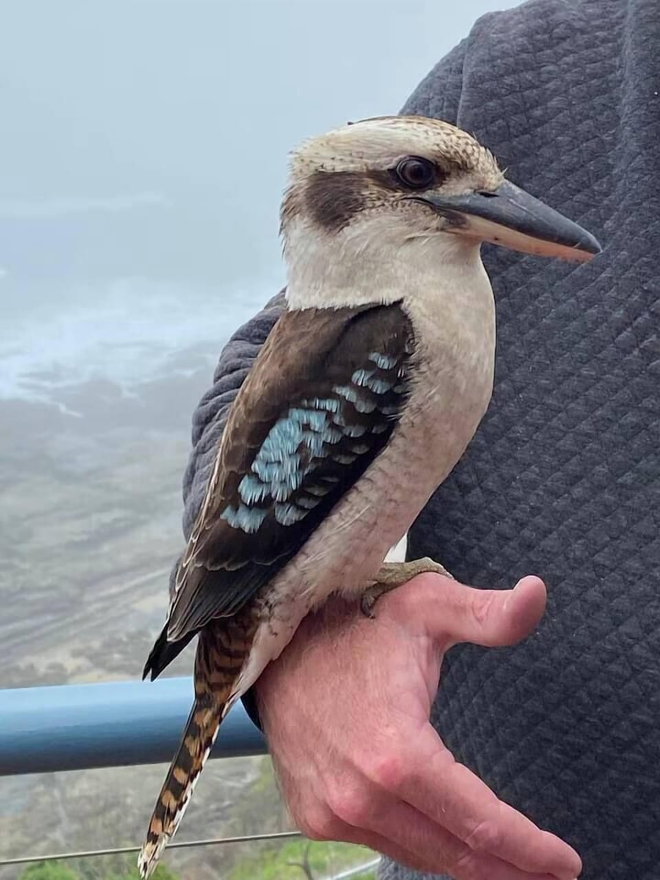 One of many feathered friends that come to visit on the balcony