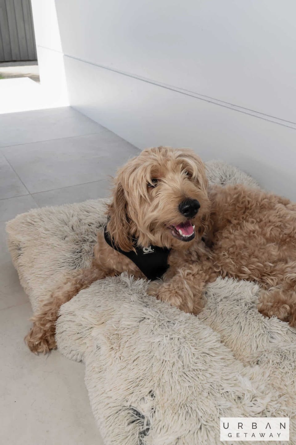Pet friendly, with a plush pet bed for your four-legged guest