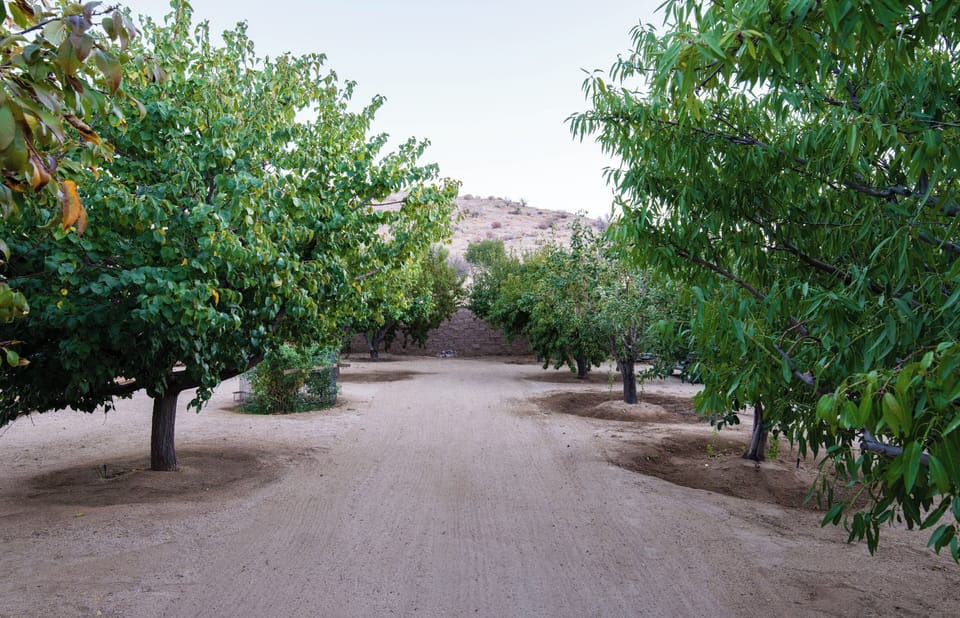 The orchard