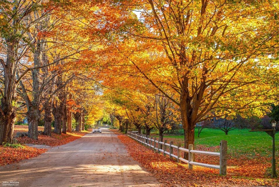 Scenic tree-lined driveway framed by vibrant autumn colors