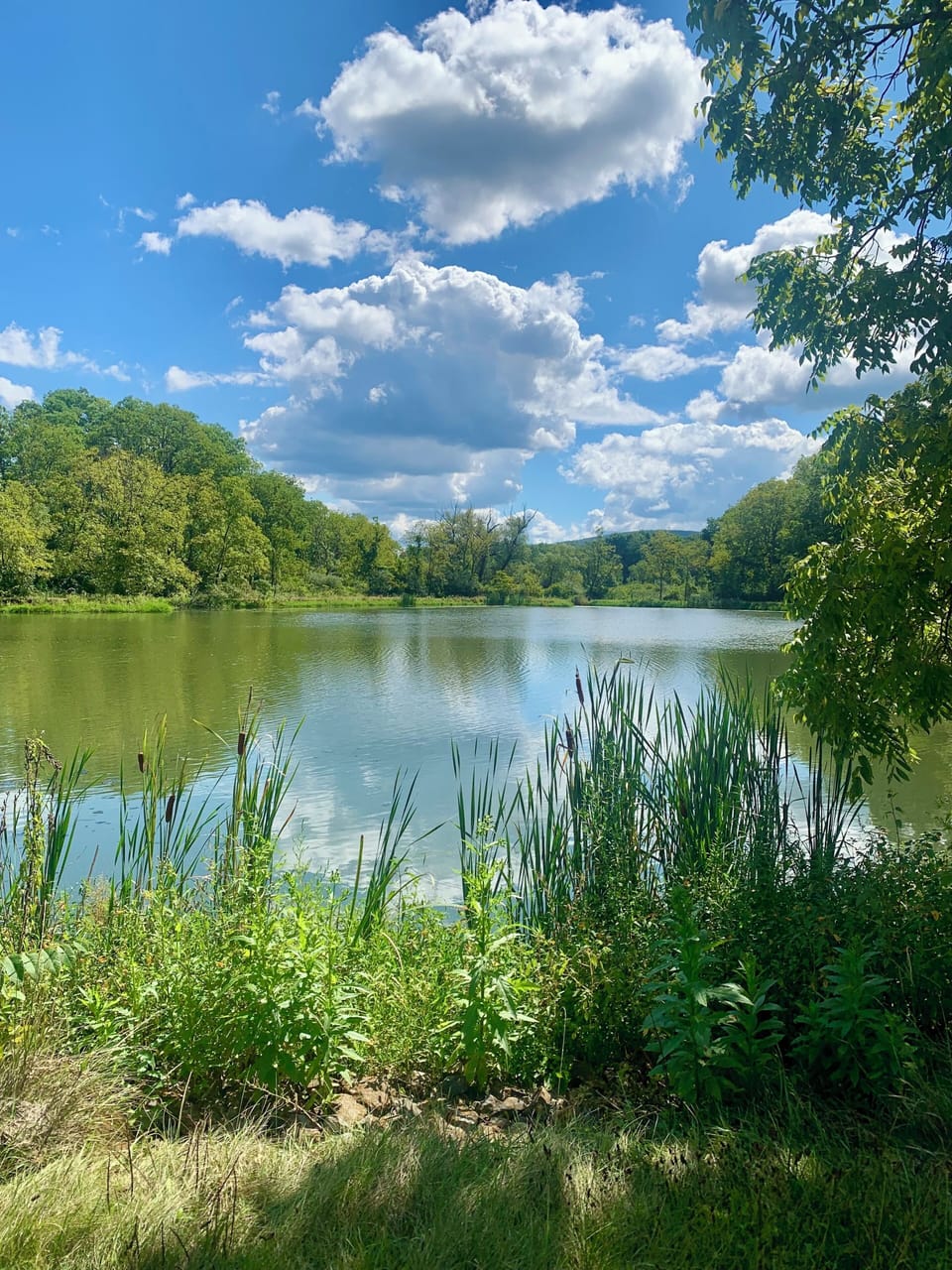 Pond next to farmhouse