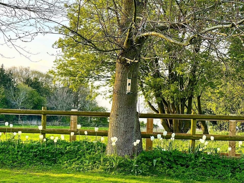 Garden in Springtime