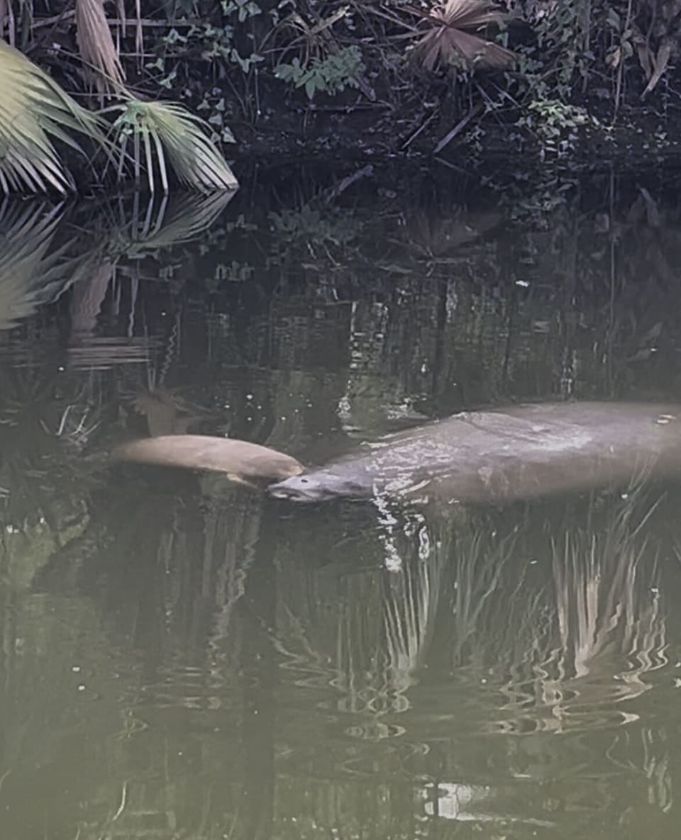 July 2025: Mama manatee and her baby spotted from our deck.