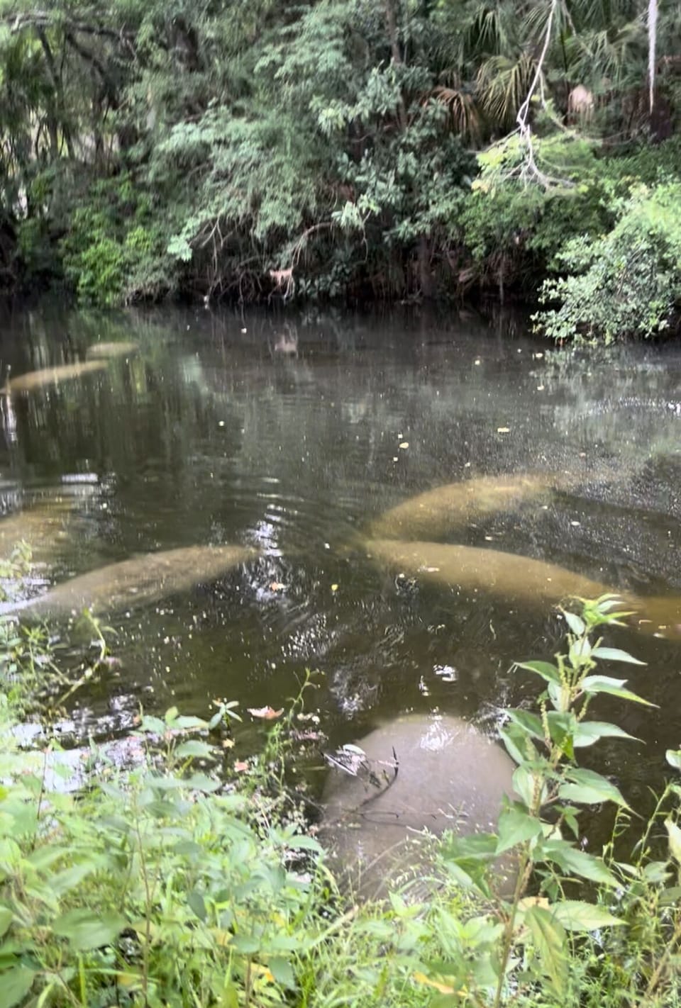 Most of the year, you can spot manatees in groups right from our deck.