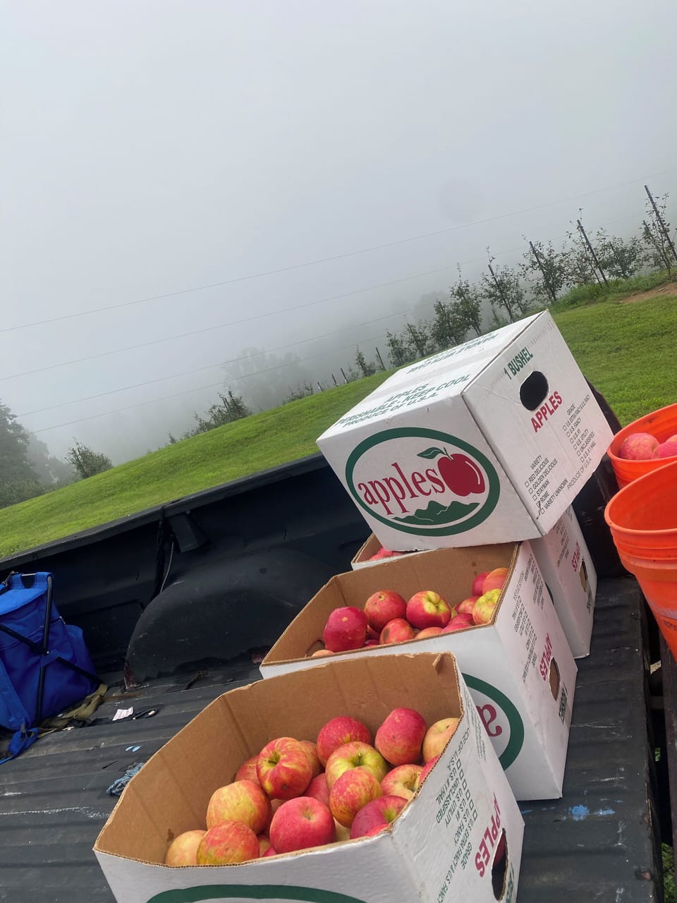 Many u-pick farms: apples, peaches, berries, flowers.