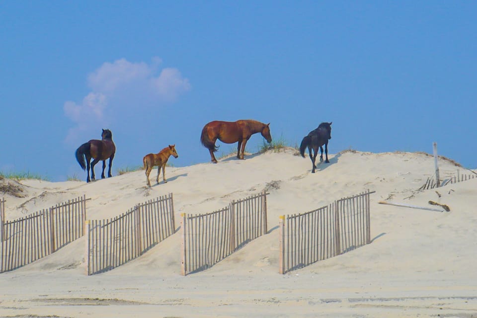 CL07: Soak up the Sun | wild horses