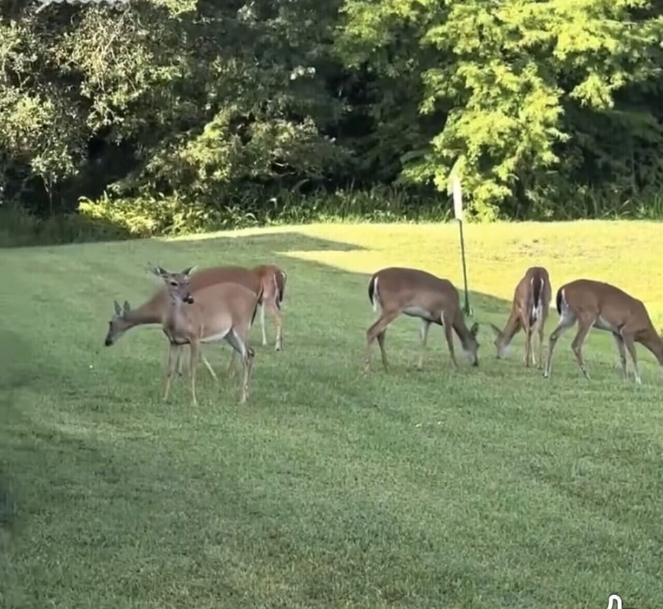 Natural surroundings with wildlife commonly seen grazing in nearby fields.