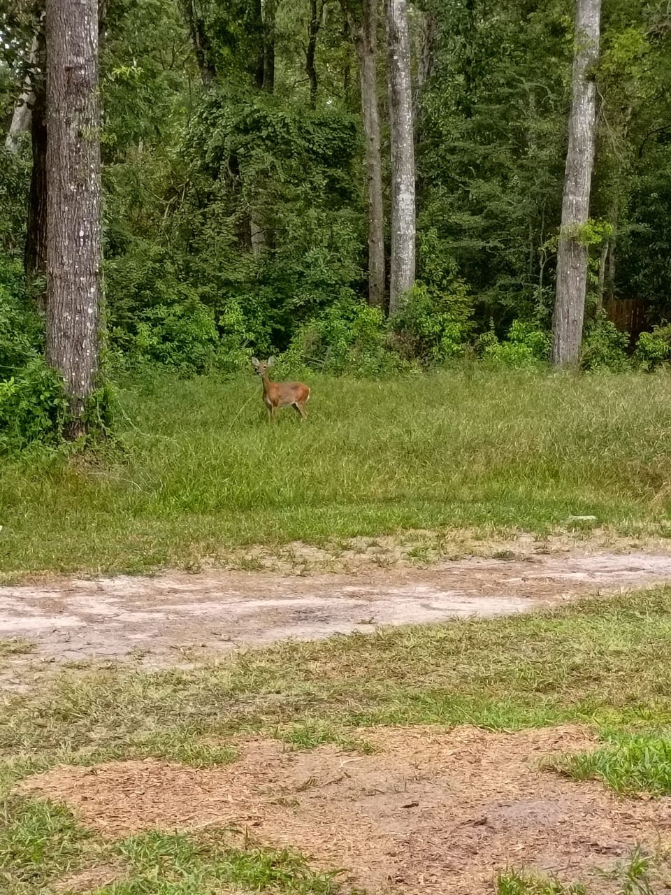 Wildlife feeding just outside the front door