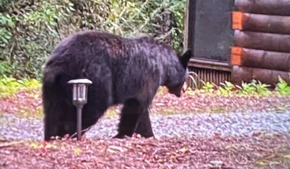 Mama Bear!!
