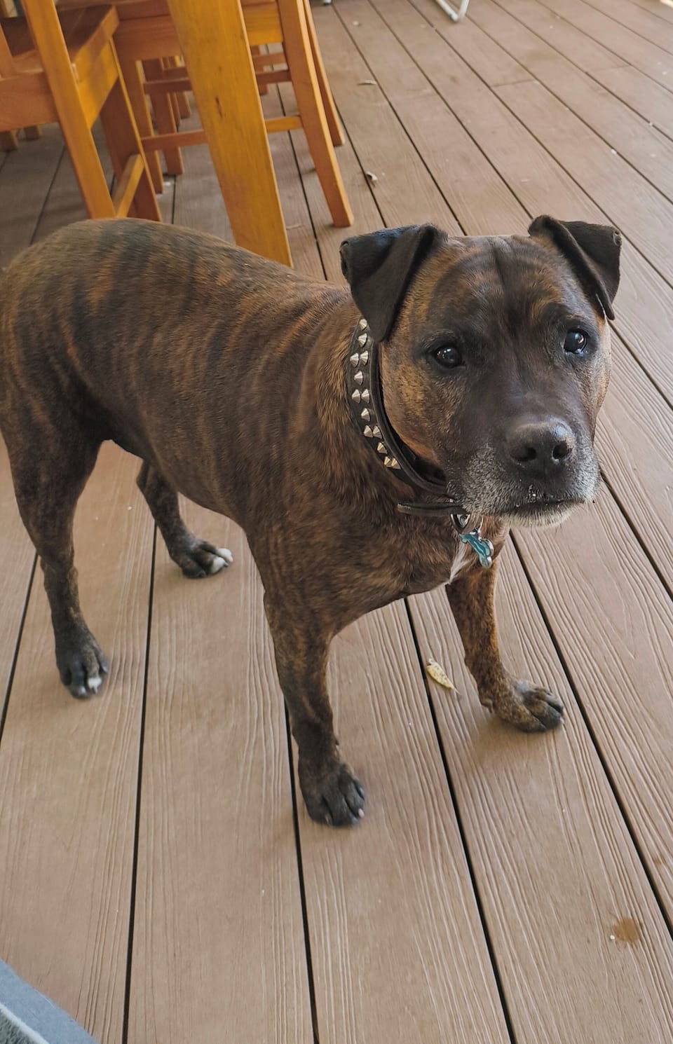 Boof the Staffy 🙂