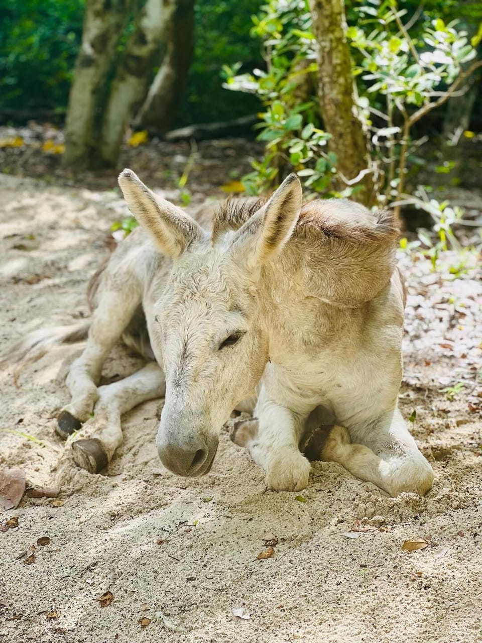 Donkey's are all over the island. Please don't feed them. It will make them sick