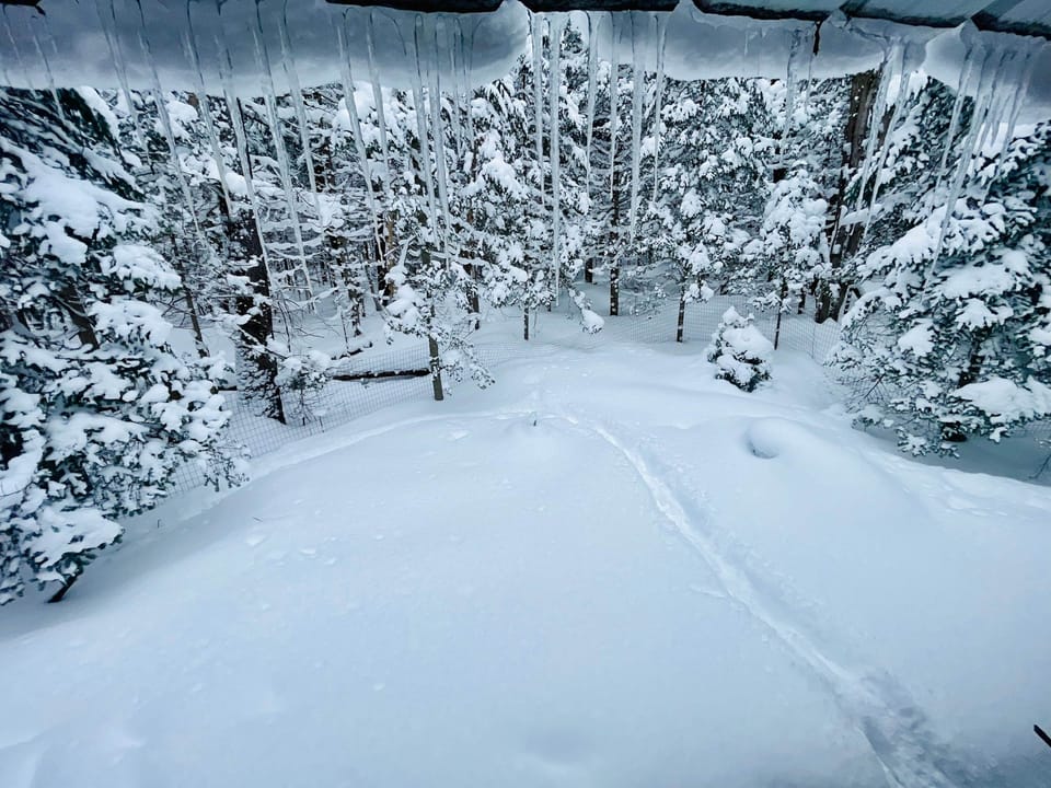Backyard winter 2026