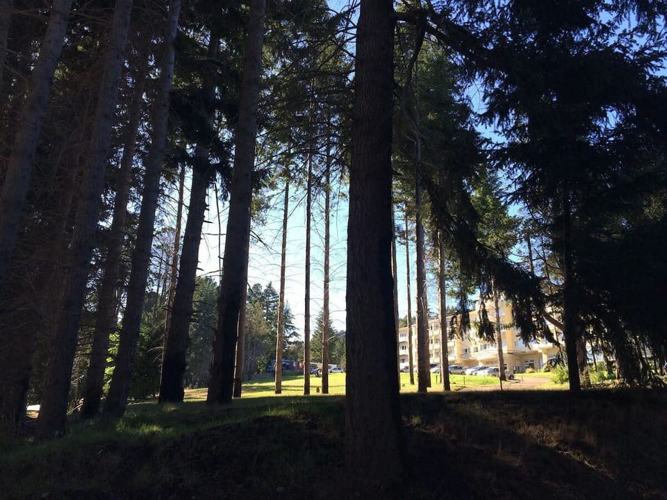 Stroll through towering pines and breathe in fresh air.