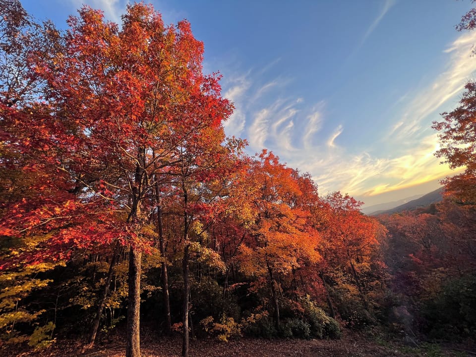 The fall leaves are so vibrant!