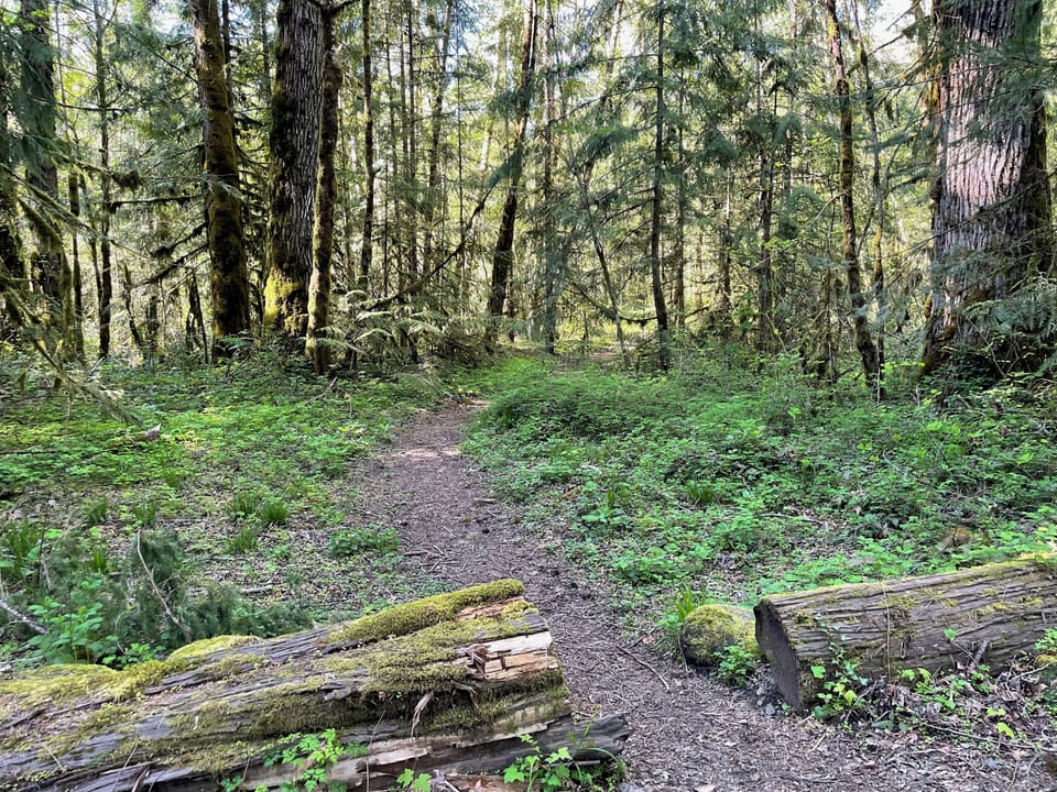 Turn here. The path from the cabin road to the Sandy River