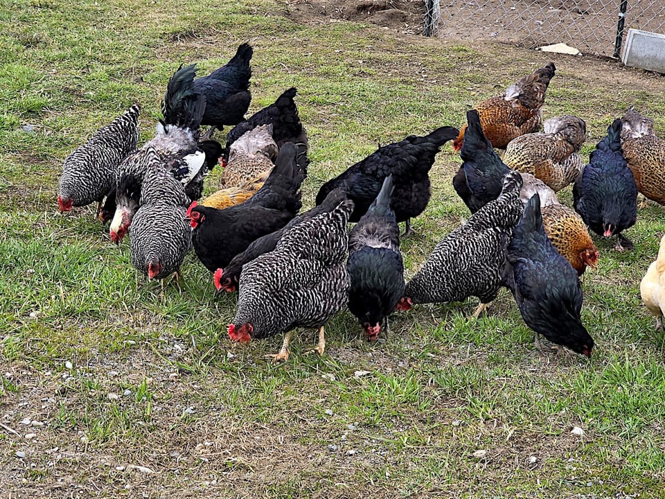 Chickens 1